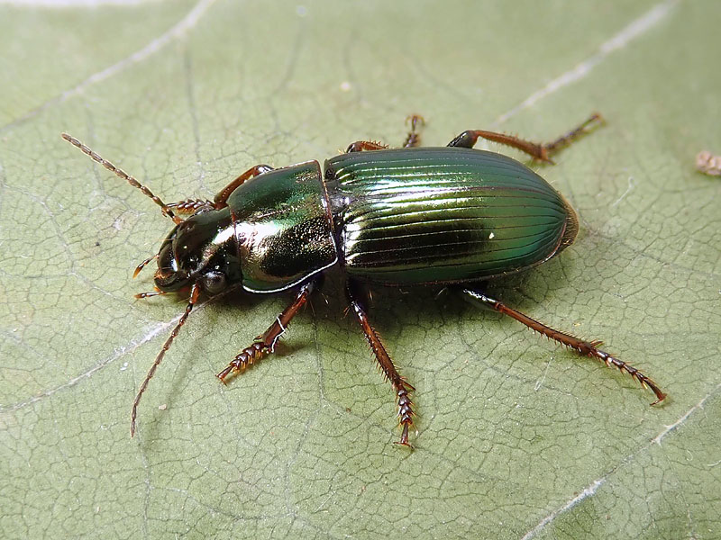 Carabidae: Harpalus cupreus ?? no, H. distinguendus